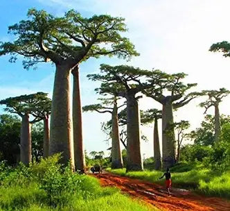 ORGANIC BAOBAB FRUIT/SEEDS