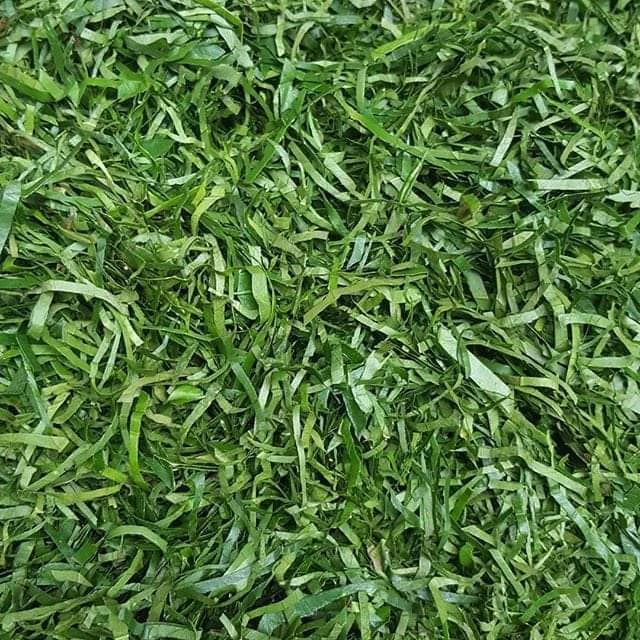 DRIED UKAZI LEAF/UTAZI/OKOK/AFANG /ERU